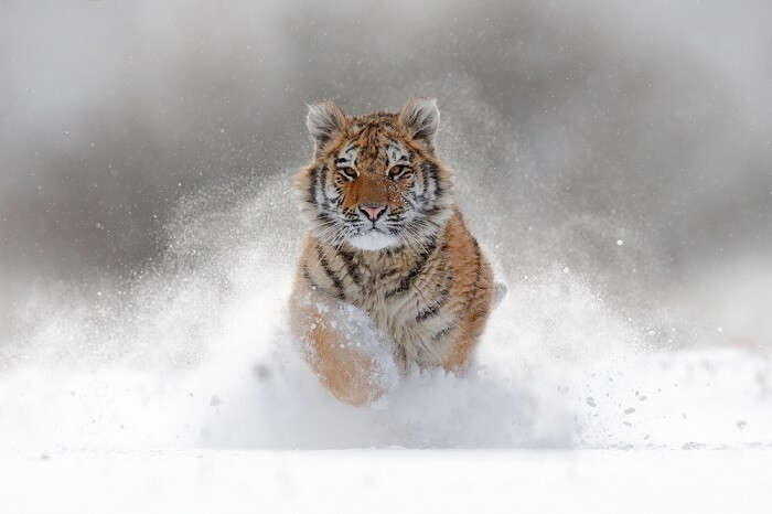 safari in russia