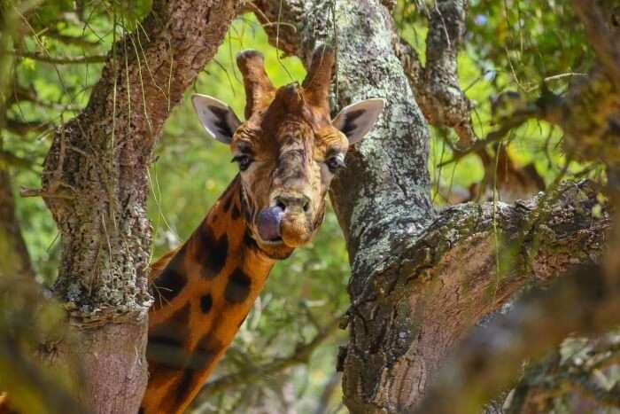 safaris in portugal