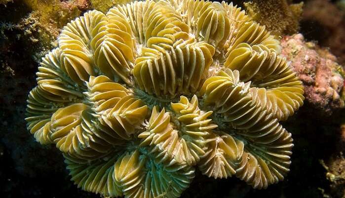 coral