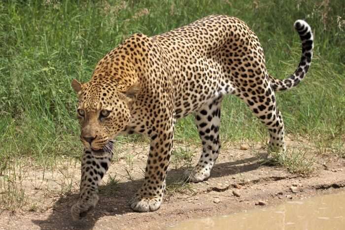 Jhalana Leopard Conservation Reserve
