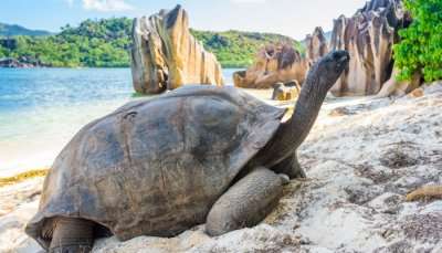 Aldabra Island