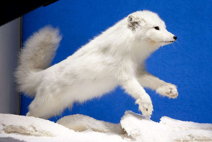 Arctic Fox