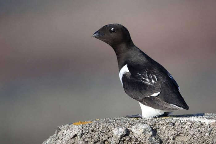 Auk