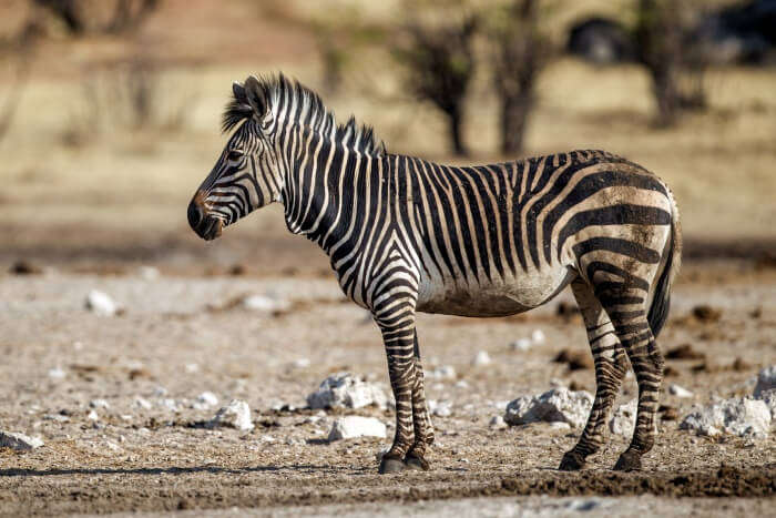 south african zebra