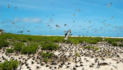 Bird Island