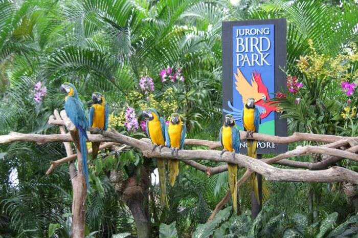 monte casino bird park show times