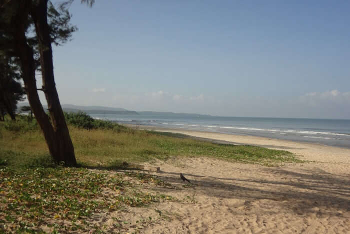 Grass and tree at a beach