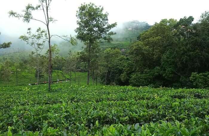 Plantations at one of the best honeymoon places in India in February