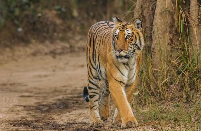 Corbett National Park