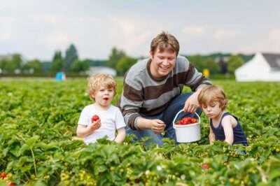 Father & kids plucking strawberry in the farms
