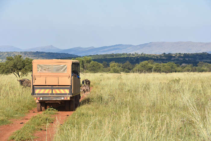 safari near pretoria south africa