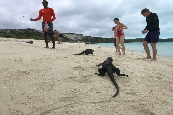 Cover Wildlife in Bahamas