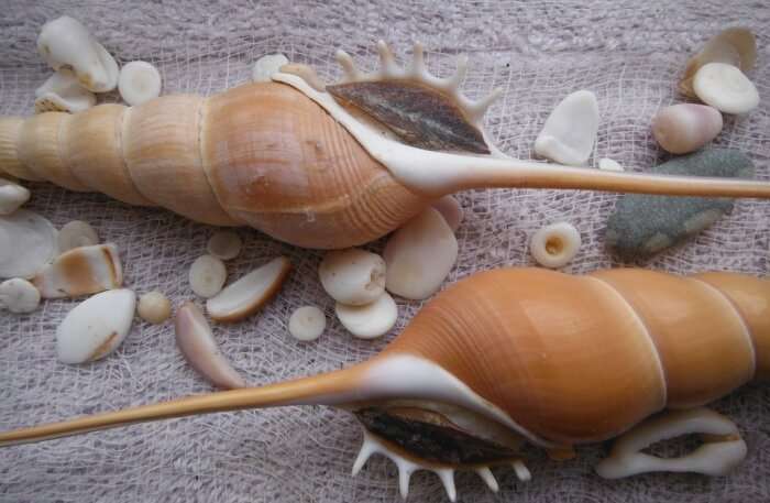 Sea Spiral Elegance Seashells