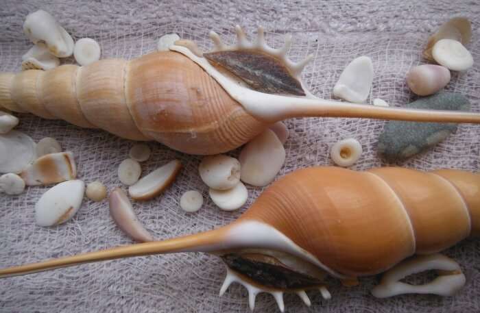 sea ​​spiral elegance sea shells