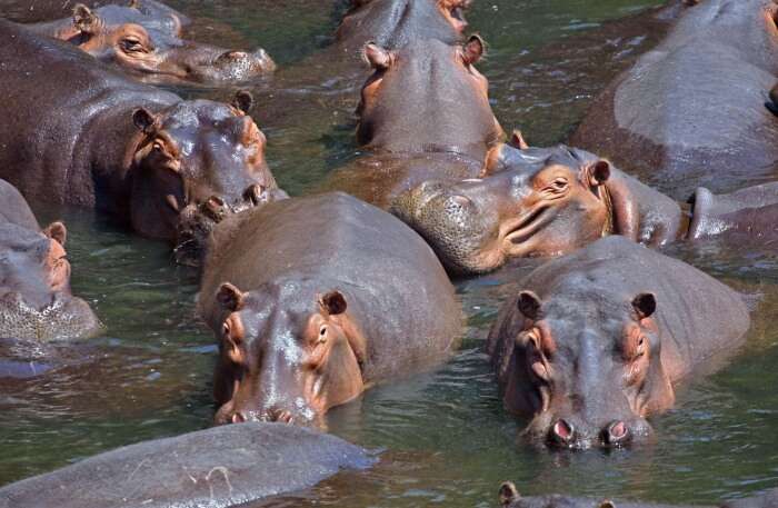 Game Viewing
