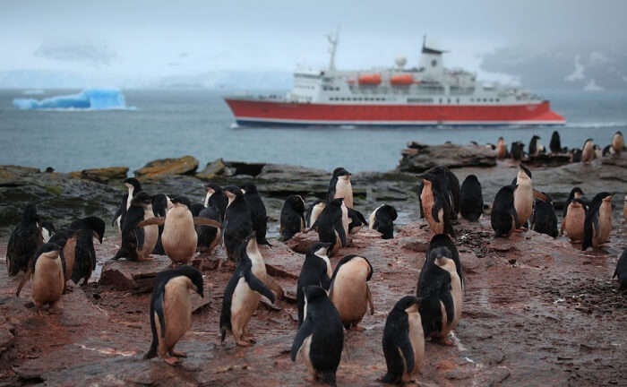 Go On A Ferry To Penguin Island Tour