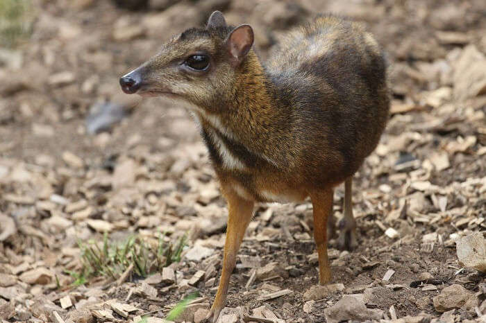Greater Mouse Deer