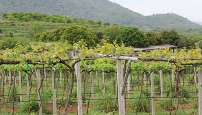 Hua Hin Hills Vineyard