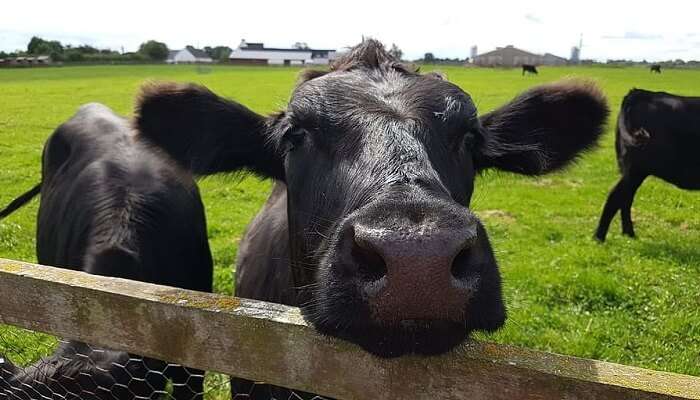 Indo Swiss Dairy Farm