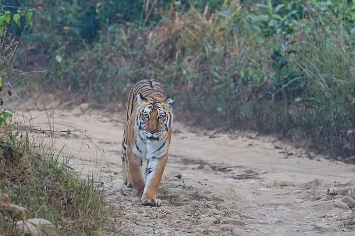 A breathtaking view of Tiger walking in the Jungle