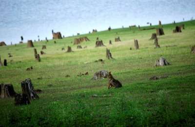 Kabini