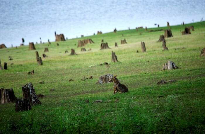 Kabini