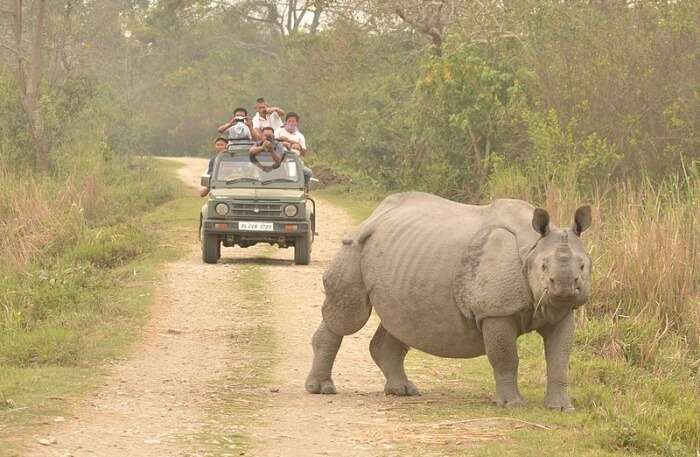 Kaziranga National Park View