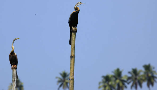 Kumarakom Bird Sanctuary In Alleppey