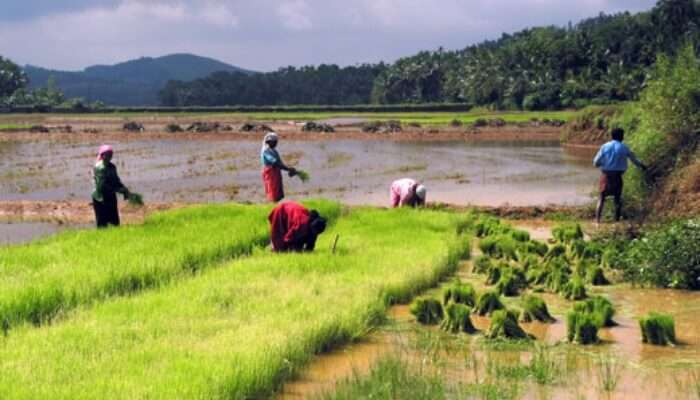people working on paddy fields