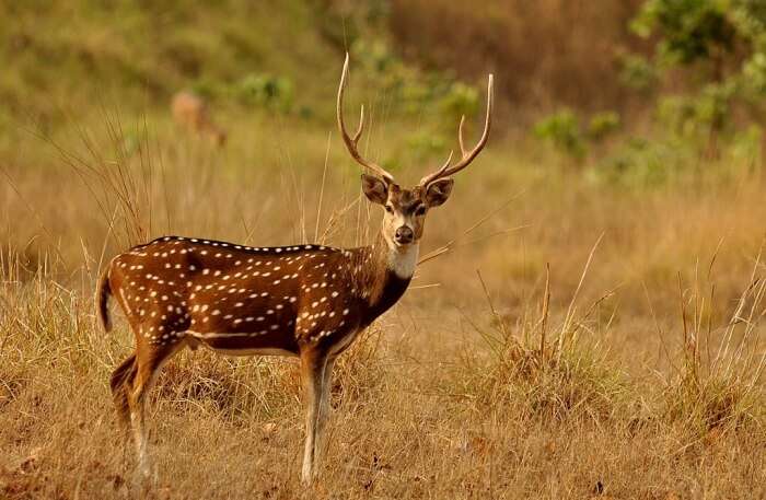 Phibsoo Wildlife Sanctuary in Gelephu