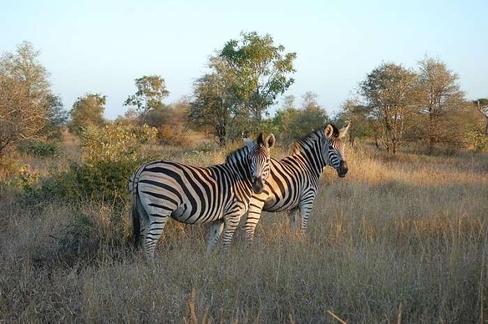 Pretoria To Kruger National Park