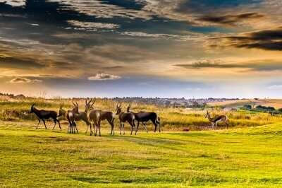Best of Wildlife in Pretoria