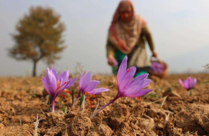 Pulwama
