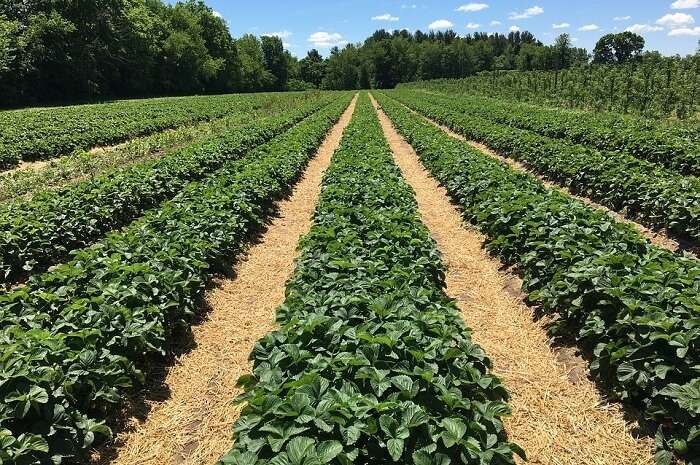 Redberry Farm Tea Plant