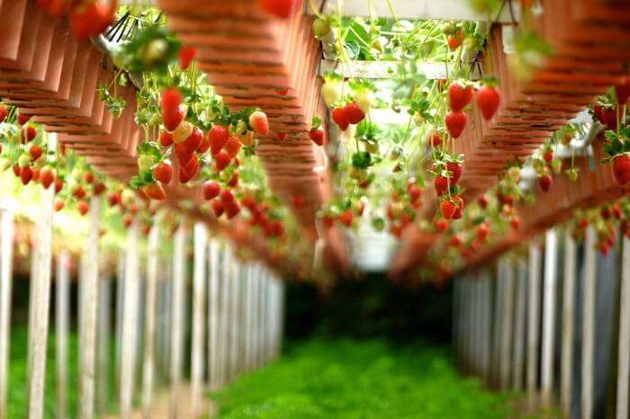 Redberry Farm
