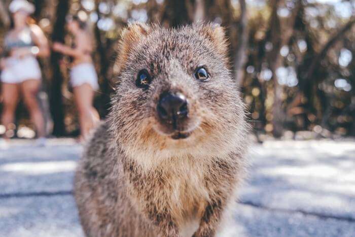 Rottnest Island