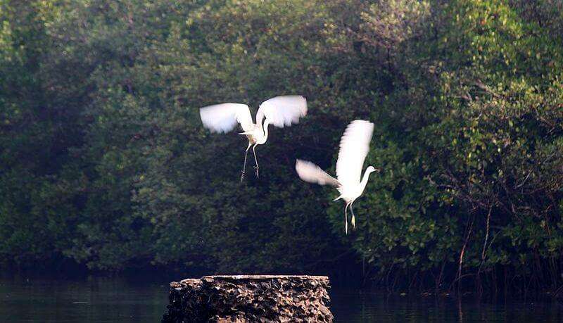 Salim Ali Bird Sanctuary
