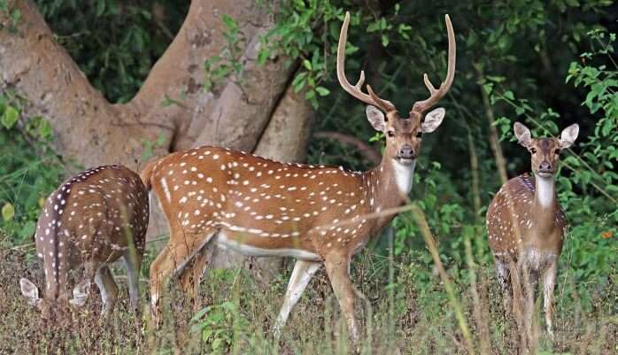 deer