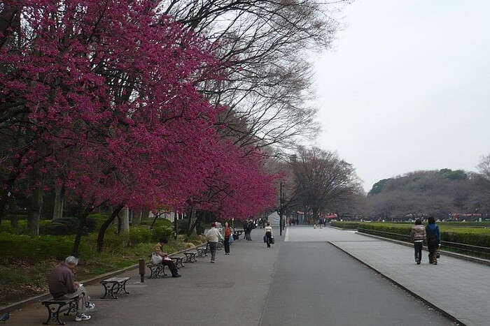 beautiful japanese tree bending