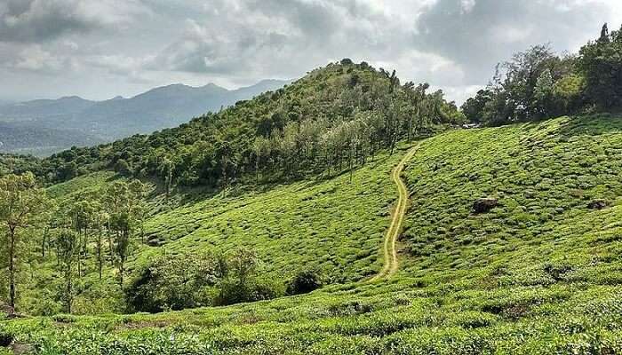 Wayanad tea plantations