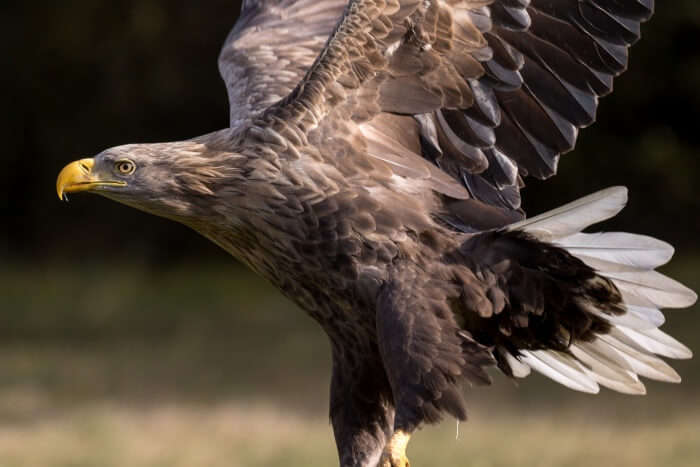 White-tailed Eagles