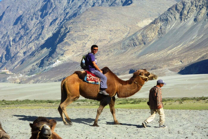 camel safari in ladakh