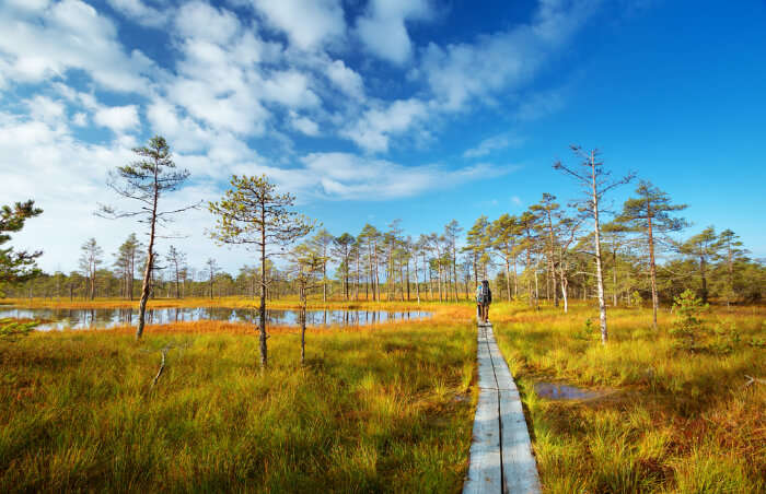 Estonian Landscape