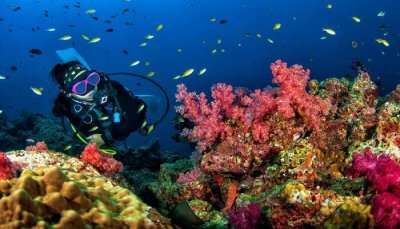 Amazing Scuba Diving In Thailand