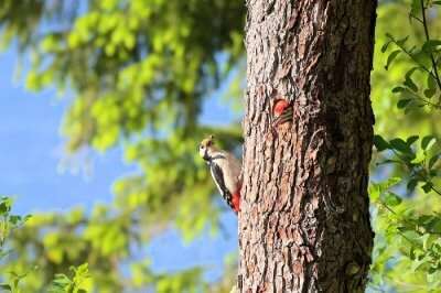 Woodpeckers in national park of latvia
