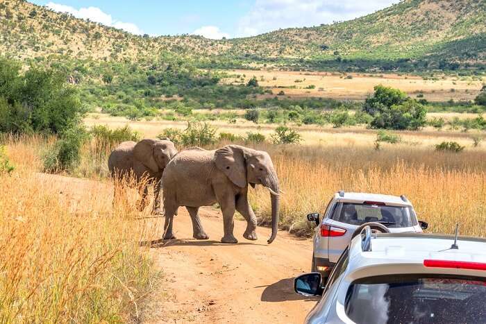 a view of elephants and cars in a national park in pretoria