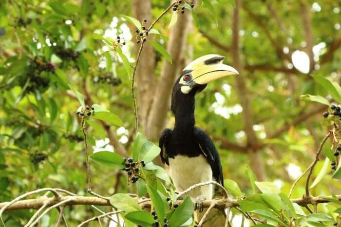 Unduh 7400 Gambar Flora Dan Fauna Di Singapura Terbaik 