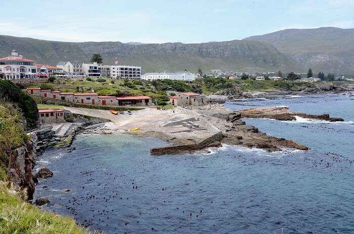 Hermanus