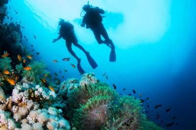 divers under water