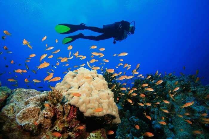 naples scuba diving